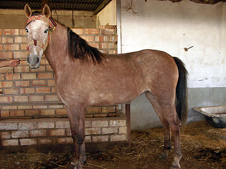 caballo_venta_1.jpg