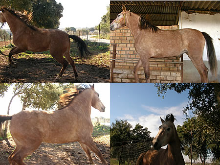 caballo_venta_4.jpg